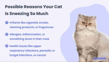Why Do My Sneezes Smell Bad?